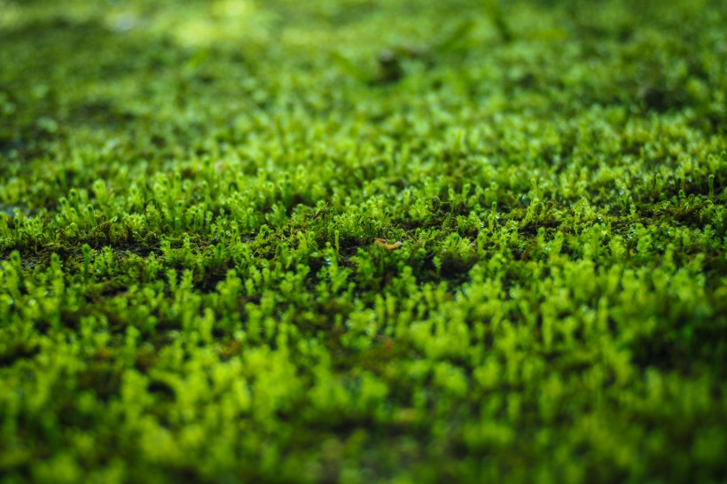 綠色叢生苔藓植物圖片