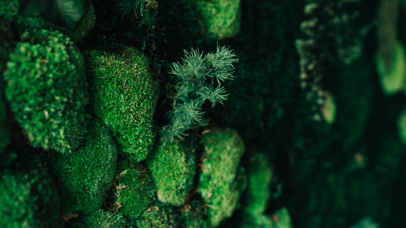 綠色叢生苔藓植物圖片