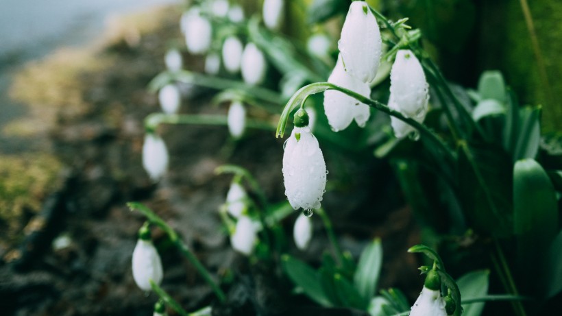 純潔夢幻的雪花蓮圖片