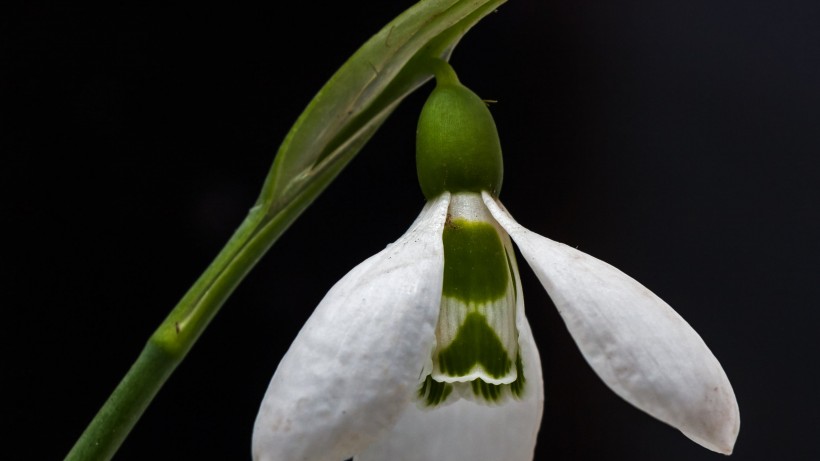 純潔夢幻的雪花蓮圖片