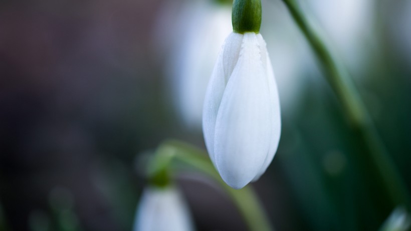 純潔夢幻的雪花蓮圖片