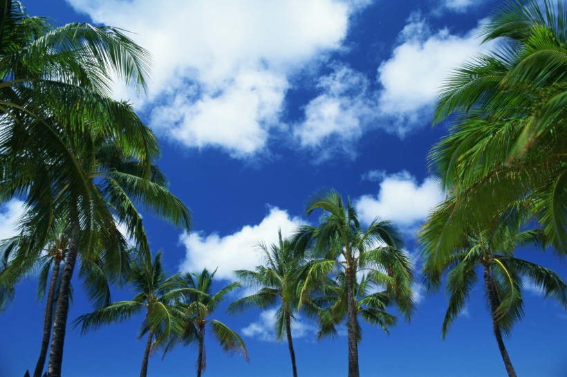 椰樹海濱風景圖片