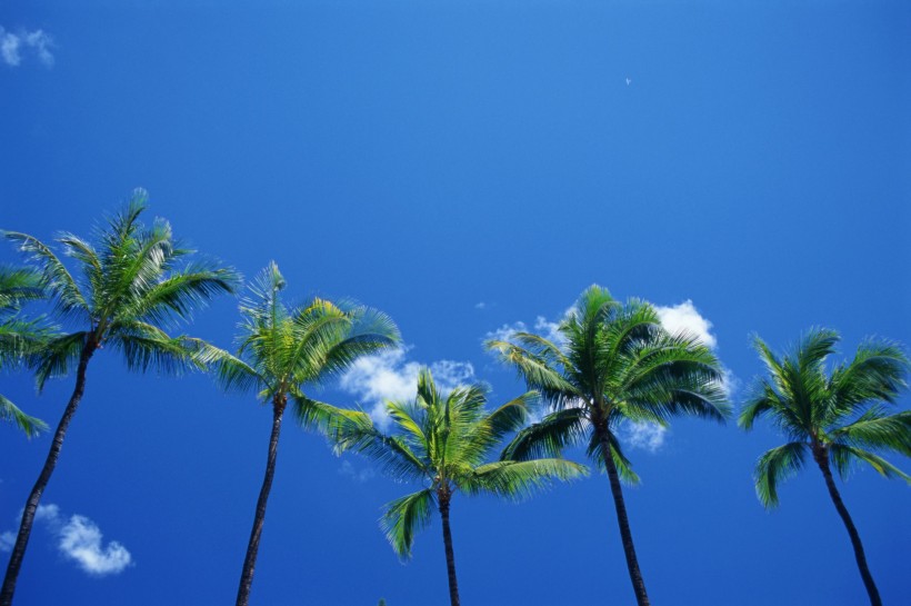 椰樹海濱風景圖片