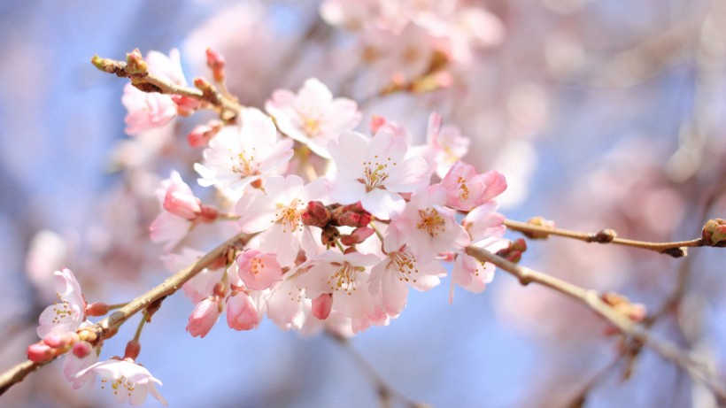 盛開的粉紅櫻花圖片