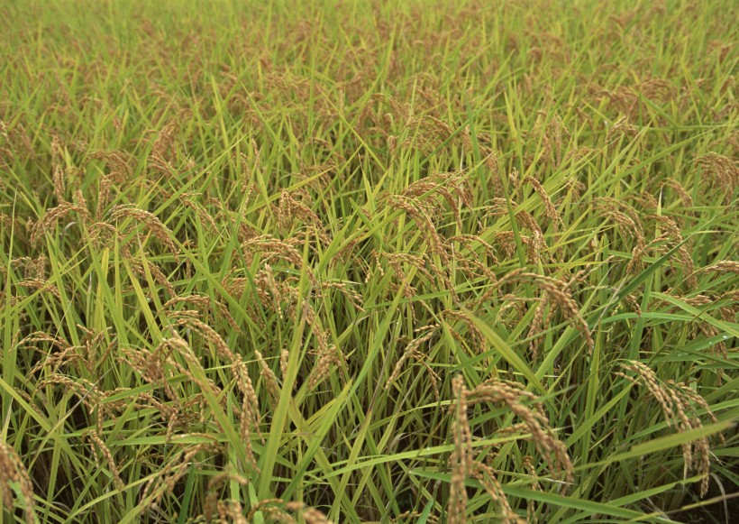 水稻稻田圖片