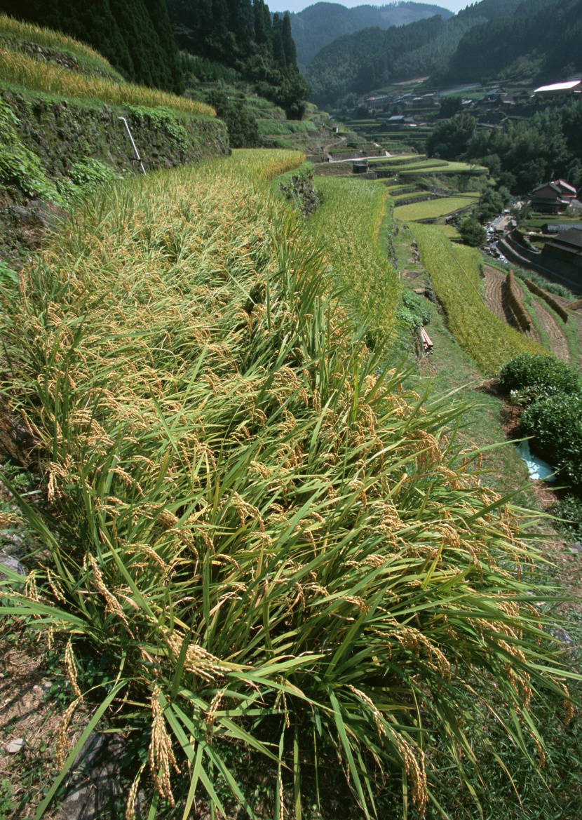 水稻稻田圖片