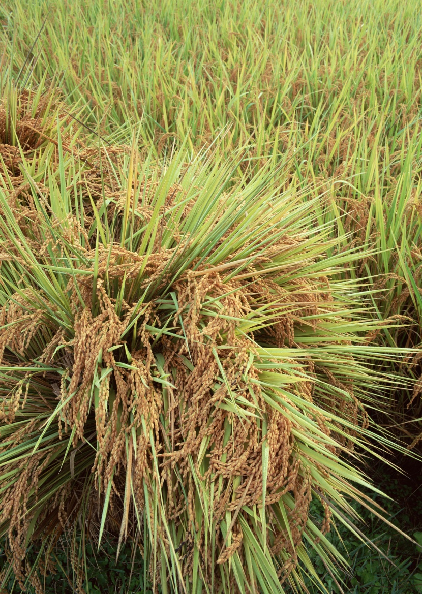 水稻稻田圖片