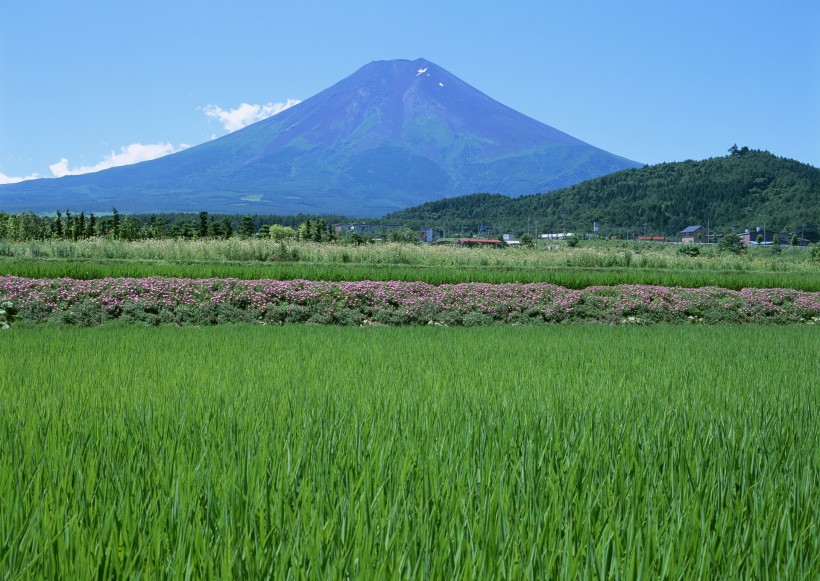 春天的田野圖片