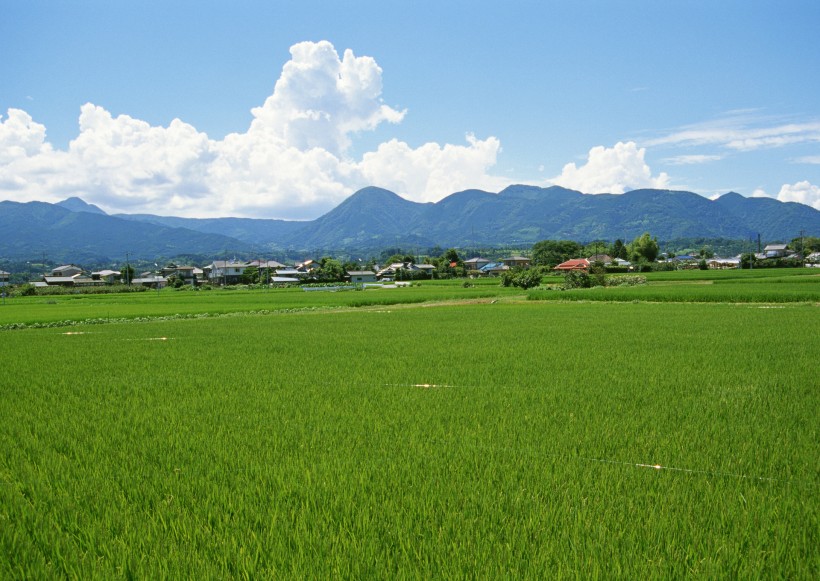 春天的田野圖片