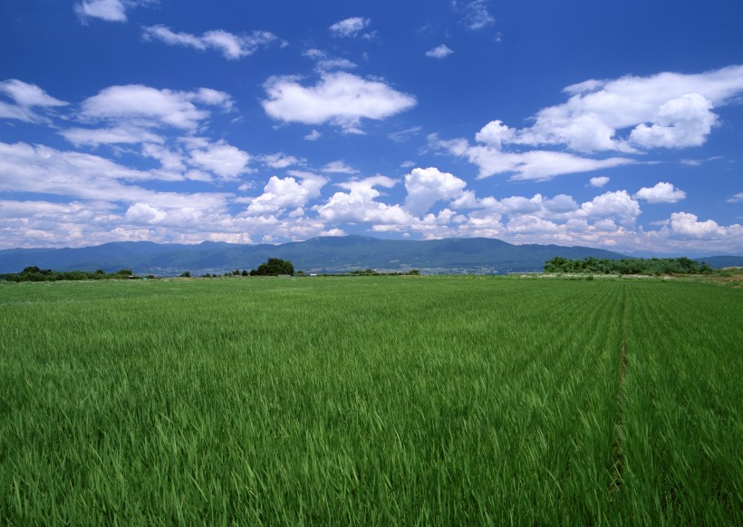 春天的田野圖片