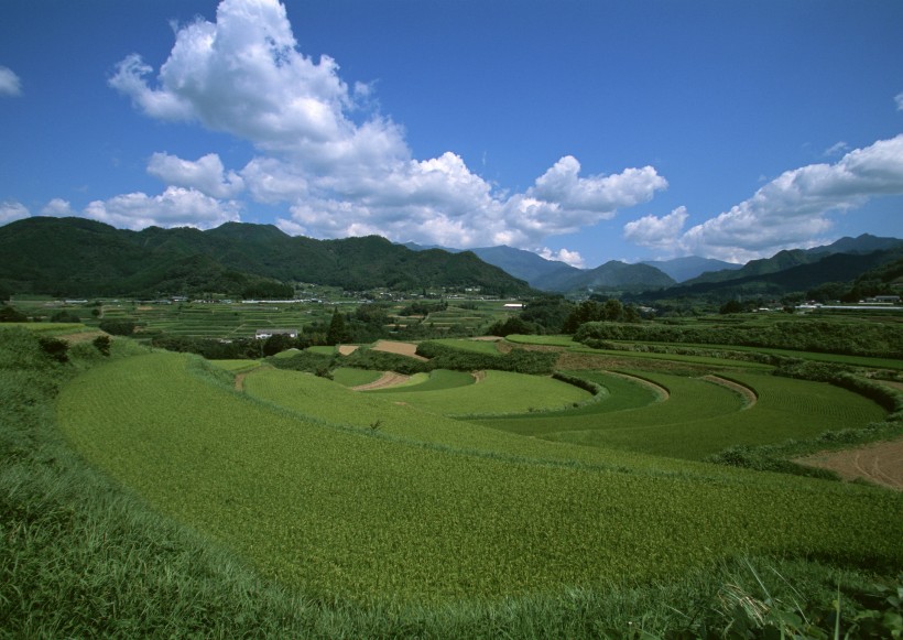 春天的田野圖片