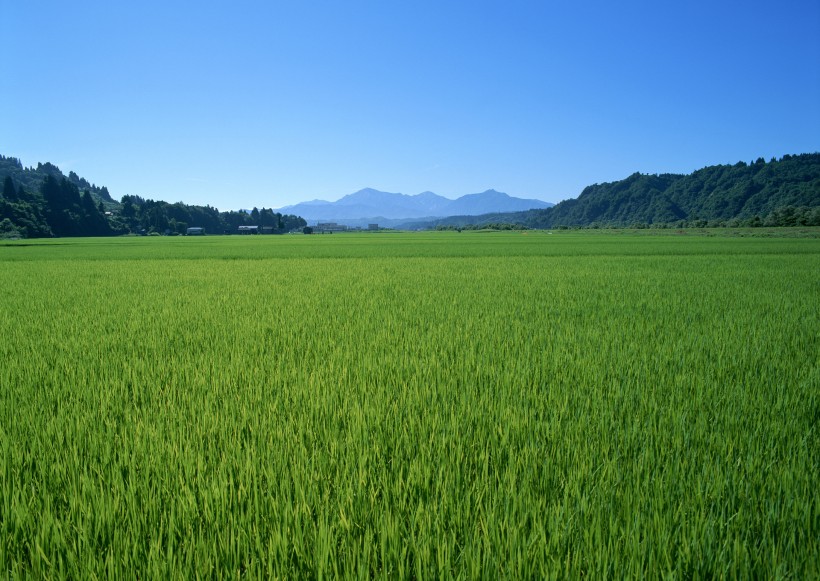 春天的田野圖片