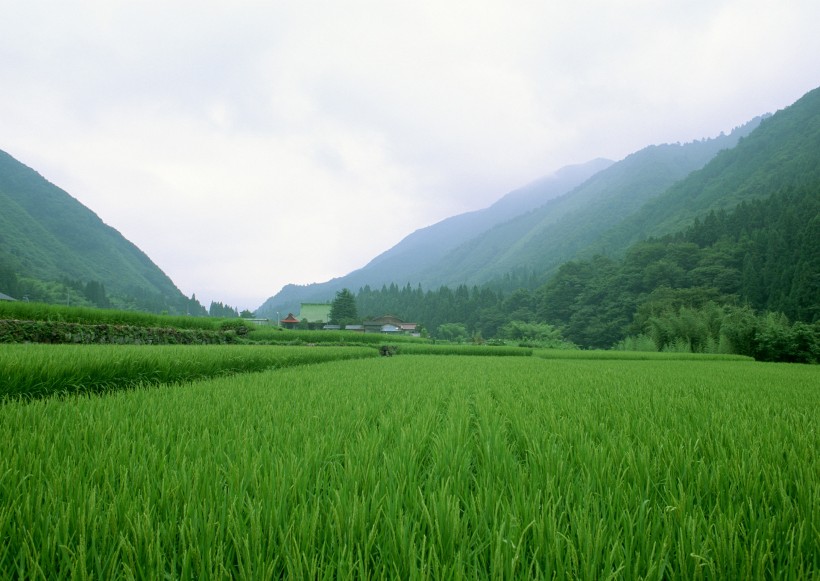 春天的田野圖片