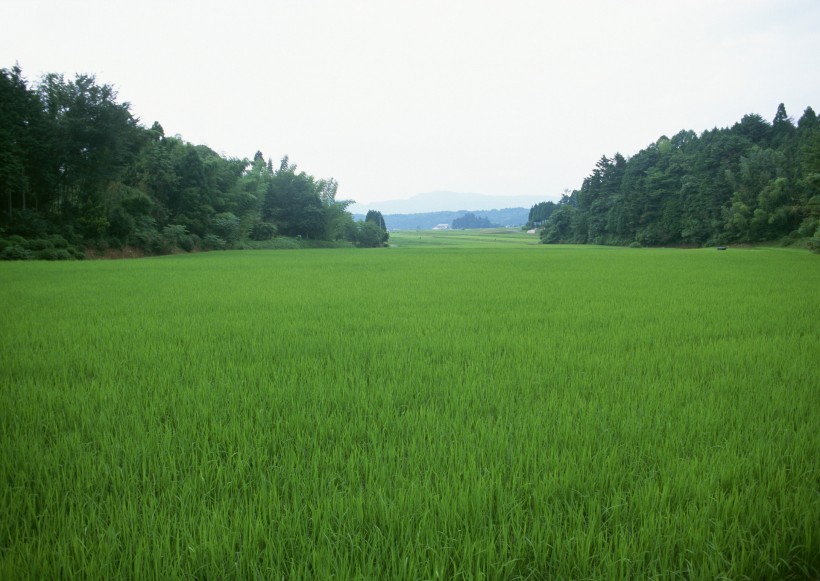 春天的田野圖片