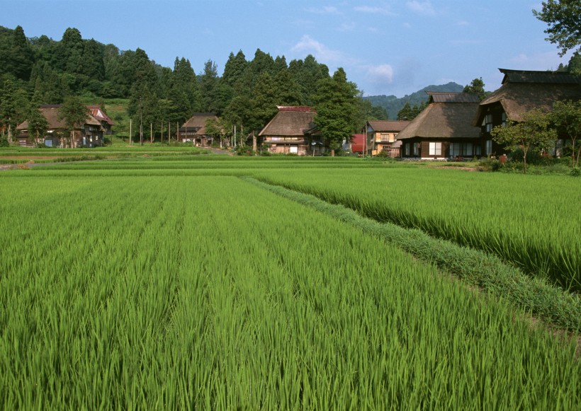 春天的田野圖片