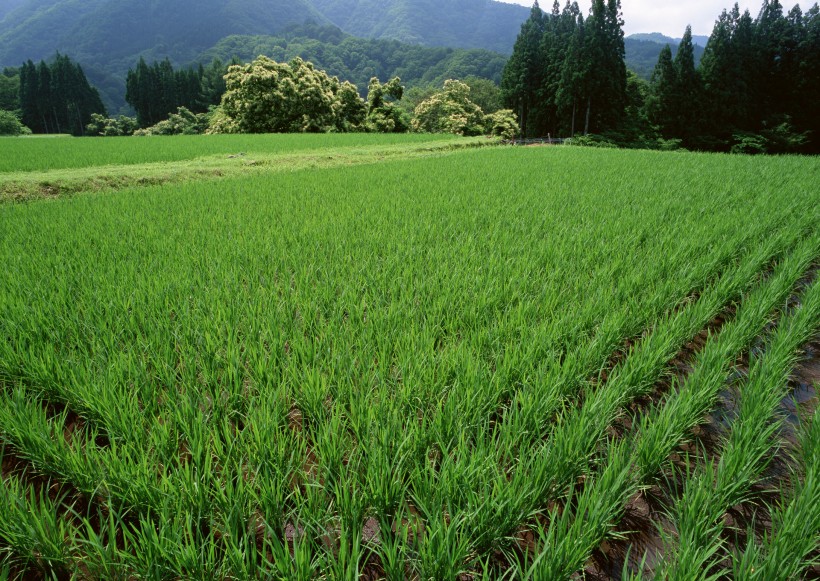 春天的田野圖片