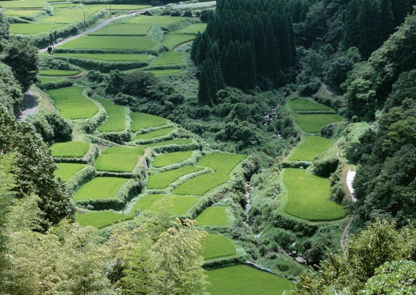 春天的田野圖片