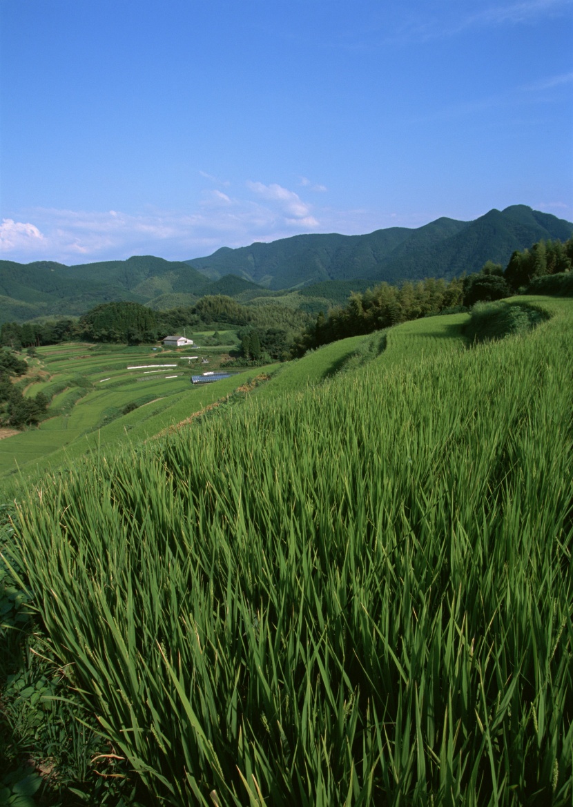 春天的田野圖片