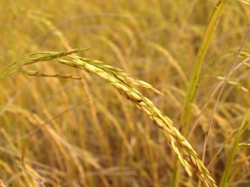 水稻稻田圖片