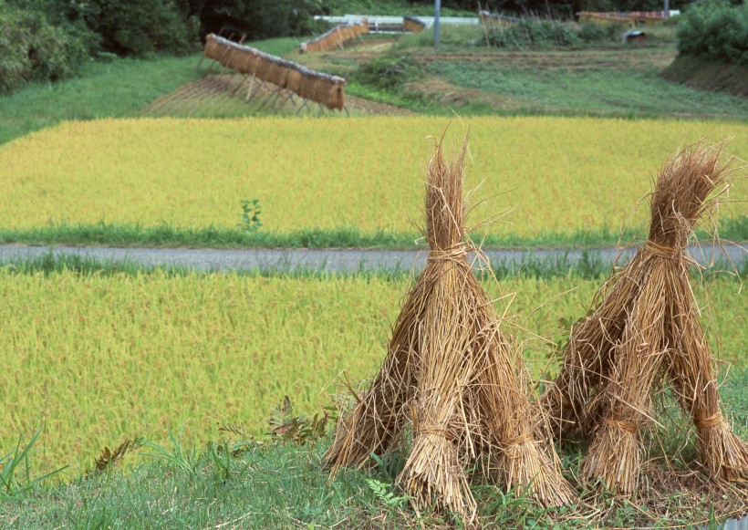 水稻稻田圖片