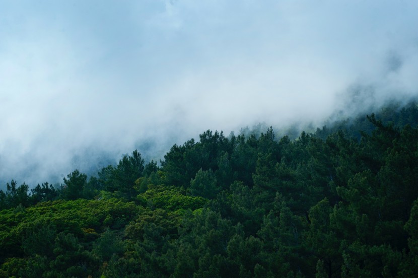 霧氣濃重的森林圖片