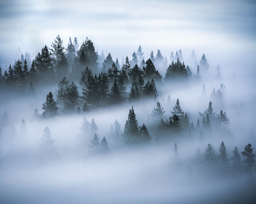 霧氣濃重的森林圖片