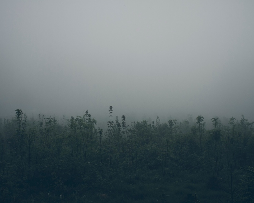 霧氣彌漫的自然風景圖片