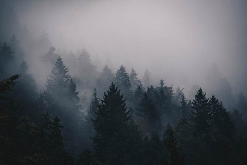 霧氣彌漫的自然風景圖片