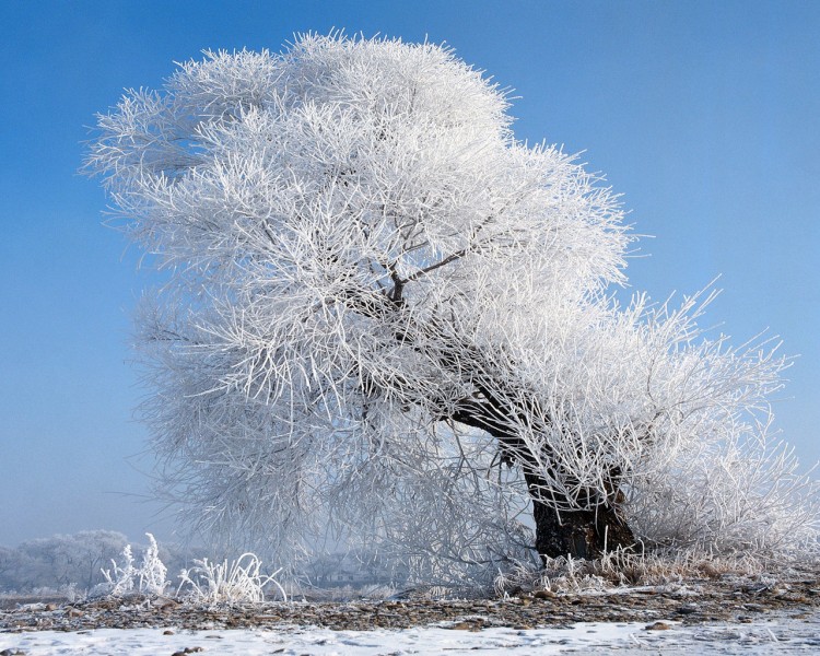 雪中樹木圖片