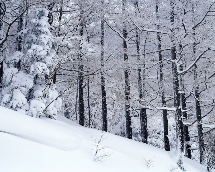 雪中樹木圖片