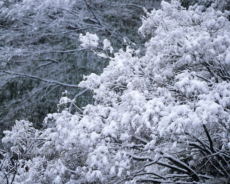 雪中樹木圖片