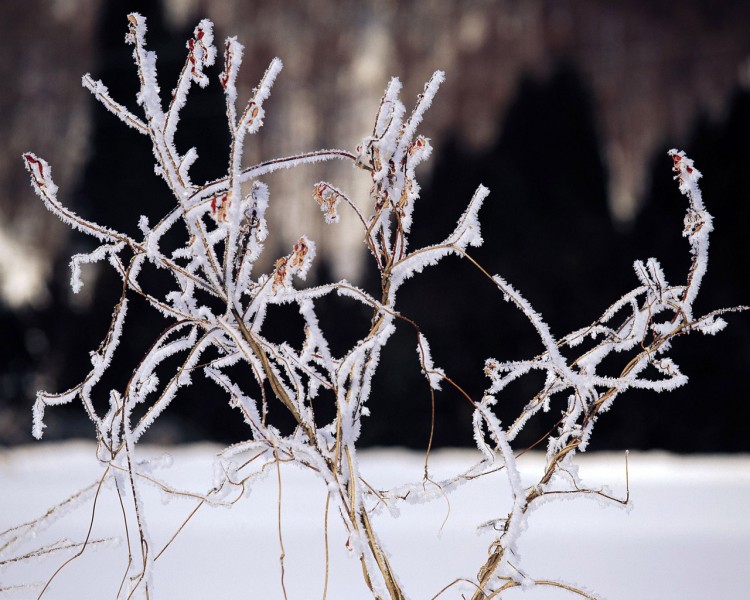 雪中樹木圖片