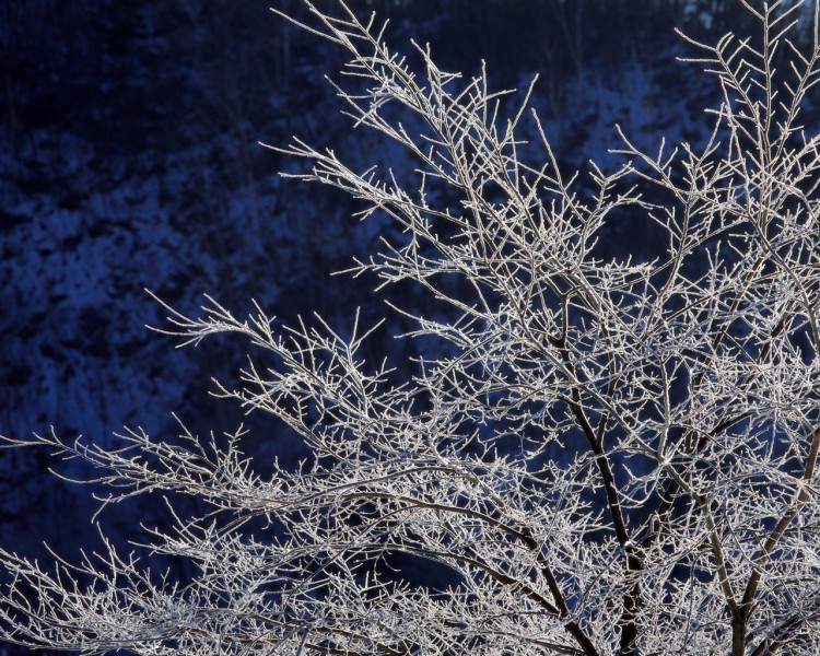 雪中樹木圖片