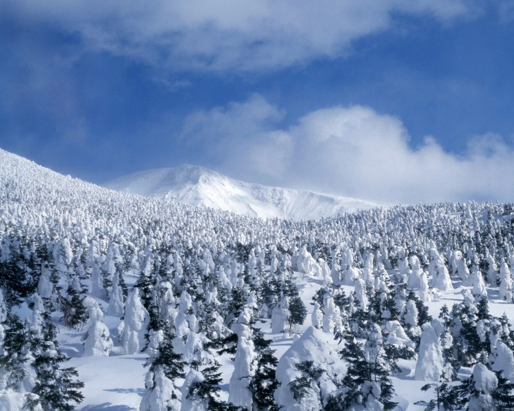 雪中樹木圖片