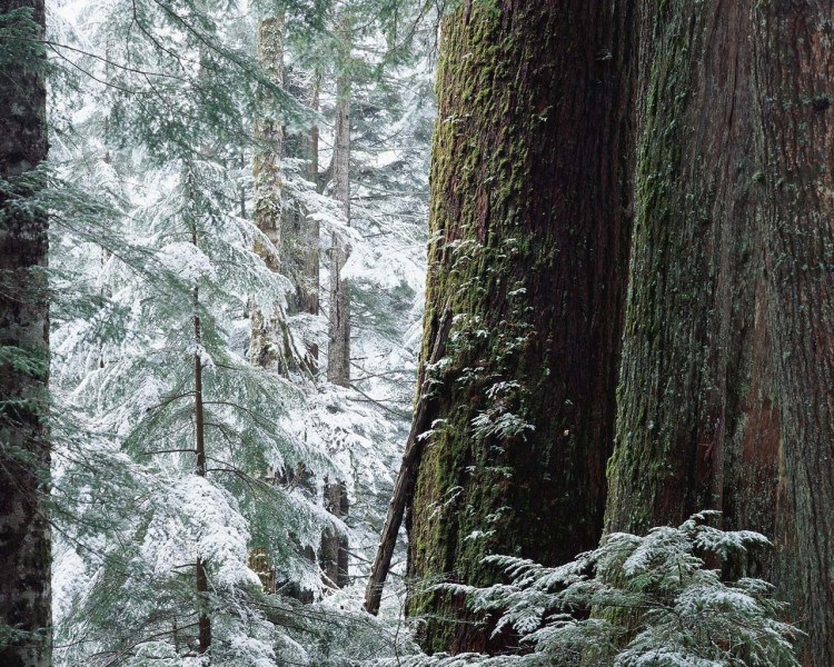 雪中樹木圖片