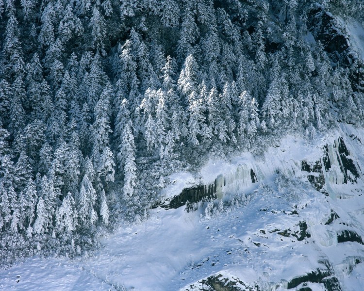 雪中樹木圖片