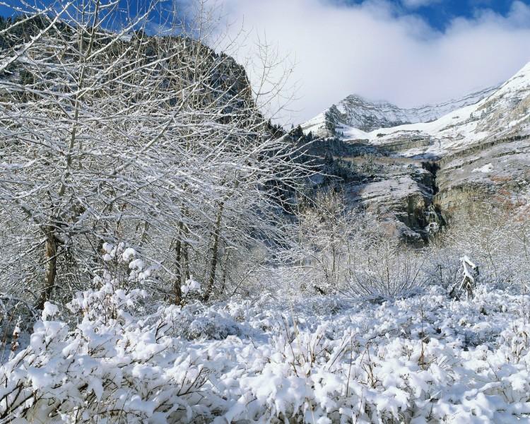 雪中樹木圖片