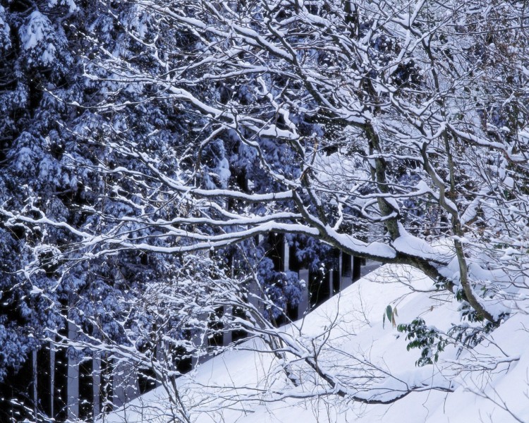 雪中樹木圖片