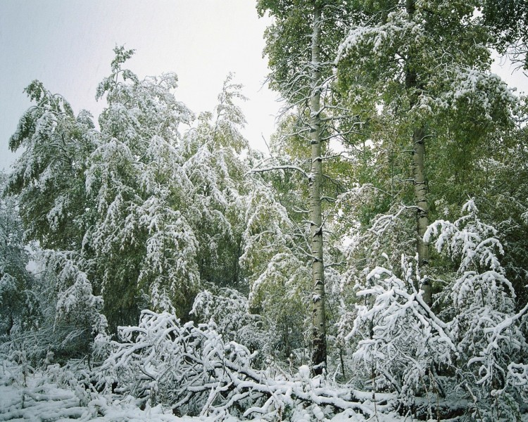 雪中樹木圖片