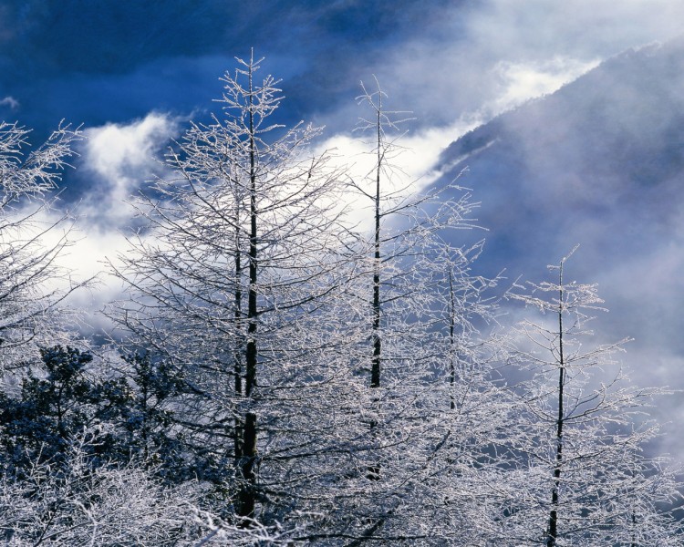 雪中樹木圖片