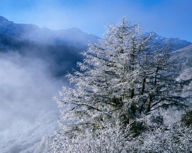 雪中樹木圖片