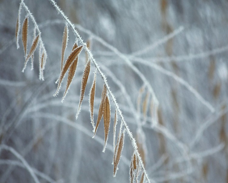 雪中樹木圖片