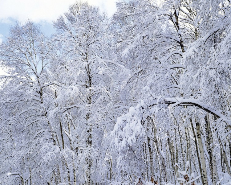 雪中樹木圖片
