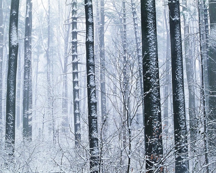 雪中樹木圖片