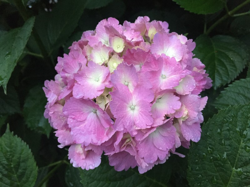 粉紅色的八仙花圖片
