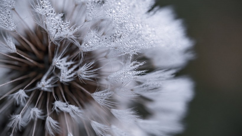 冬季雪後冰花風景圖片