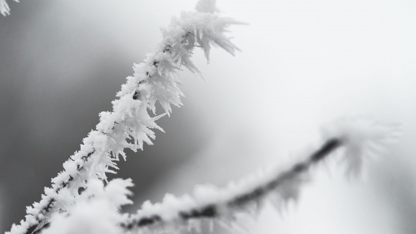 冬季雪後冰花風景圖片