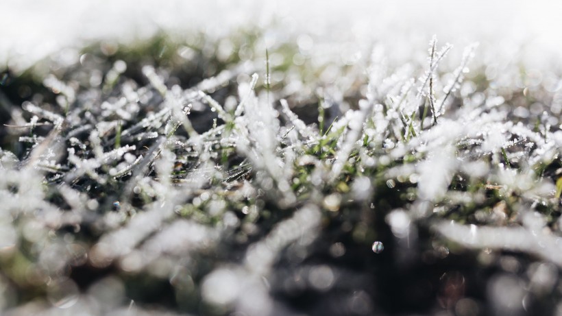 冬季雪後冰花風景圖片