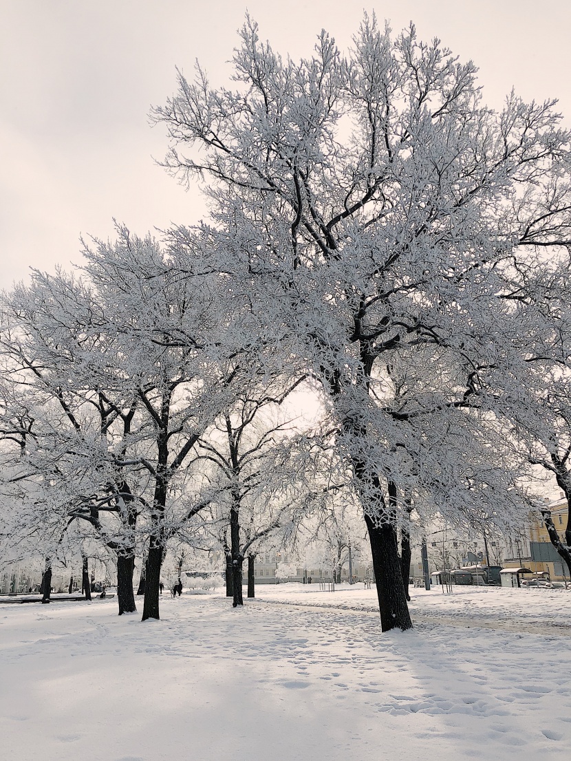 寒冬的冰雪景色圖片