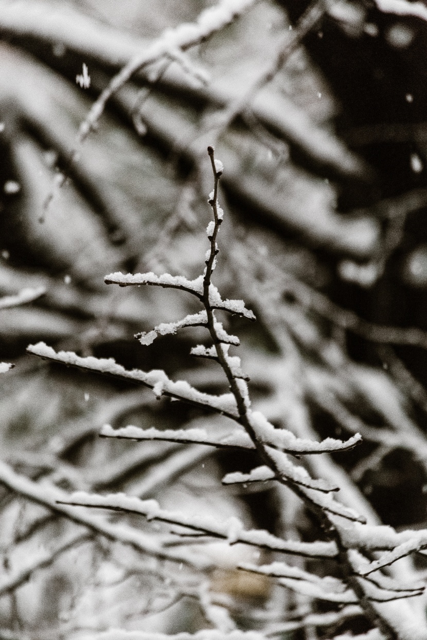 冬季的雪景圖片